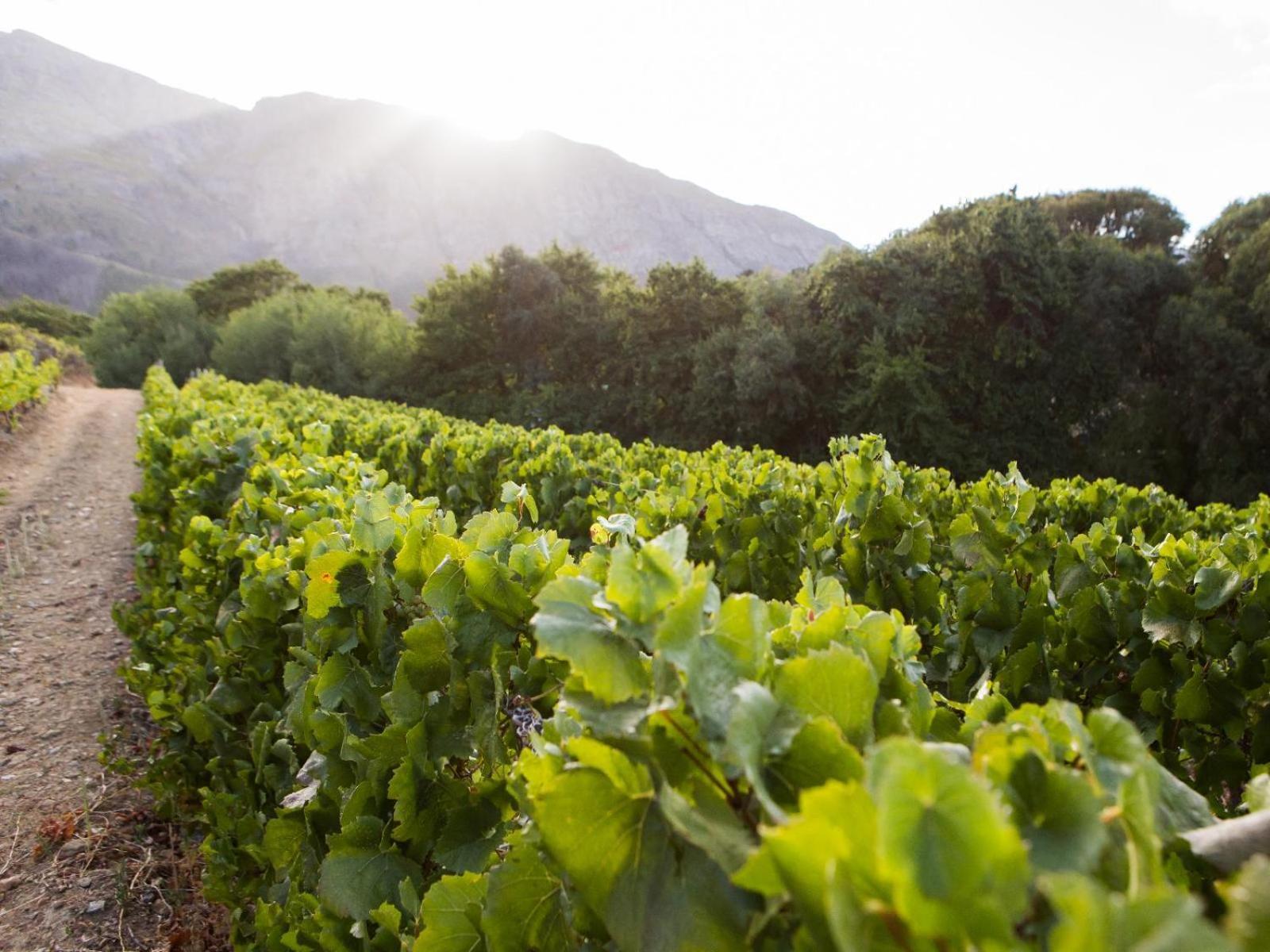 Maison Montagne Franschhoek Kültér fotó