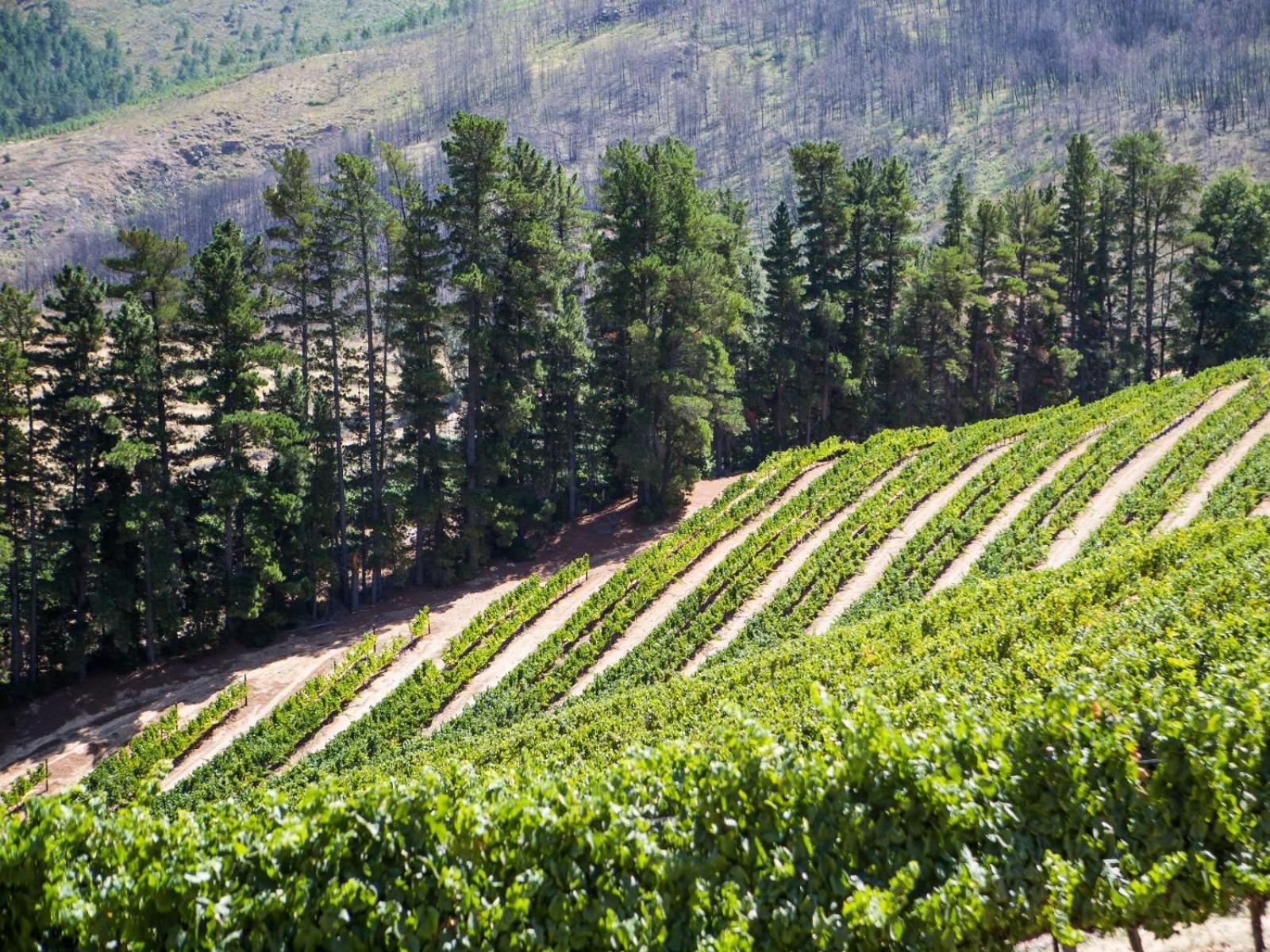 Maison Montagne Franschhoek Kültér fotó